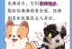茶杯博美犬的饮食指南（为你的茶杯博美犬提供健康食物的建议）