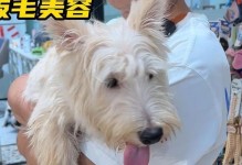 狗狗美容（探索狗狗美容的重要性和多样化服务，让您的爱宠焕发新生）