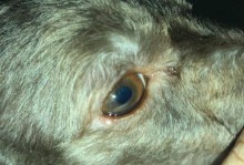 如何处理狗狗眼睛周围的脱毛红肿？（避免狗狗感染，改善眼周状况）