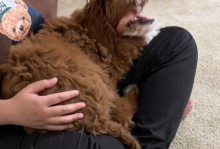 狗狗为何喜欢趴在主人脚边？（探究狗狗趴脚边的原因及意义）
