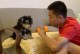 为什么要在幼犬期将狗送去训练？（早期训练对犬的发展至关重要）