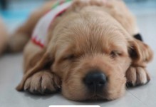 金毛犬（探究2个月大金毛犬的价格走向及关键因素解析）