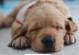 金毛犬（探究2个月大金毛犬的价格走向及关键因素解析）