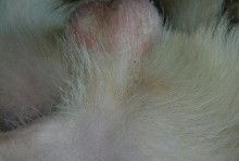 狗狗阴茎两边出现痘痘的原因及解决方法（了解狗狗阴茎痘痘的成因，保持宠物健康不受困扰）