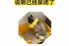 猫咪绝育是否会导致尿闭？（绝育后尿闭了怎么办？）