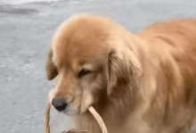 金毛狗狗的换毛周期与护理技巧（了解金毛狗狗的换毛周期，让你的宠物始终保持健康亮丽）