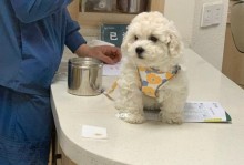 狗狗每年必打的疫苗（了解宠物健康保护，宠爱从疫苗开始）
