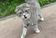 折耳猫（探索折耳猫的耳朵之谜）