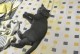 为什么有的猫粮猫不吃？如何解决？（探究猫咪对猫粮不感兴趣的原因，提供解决方案）