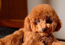 泰迪犬的毛色与价值（从外貌到市场，探索泰迪犬的不同毛色对其市场价值的影响）