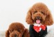 从小白到泰迪（从毛发到个性化，泰迪犬的成长之路）
