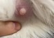 母猫正常乳头的特征和变化（探索母猫乳头的形态及生理变化，了解健康指标）