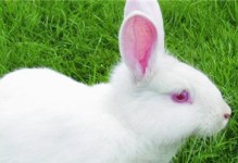 佛州白兔的饲养方法详解（打造健康快乐的小萌宠，科学养兔让你更放心）