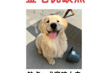 如何帮助狗狗缓解流鼻涕和咳嗽问题（探讨狗狗流鼻涕和咳嗽的原因和治疗方法）