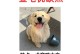 如何帮助狗狗缓解流鼻涕和咳嗽问题（探讨狗狗流鼻涕和咳嗽的原因和治疗方法）