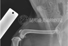 小狗韧带断裂的恢复时间有多久？（了解小狗韧带断裂的康复过程及时间预估）