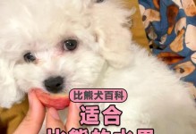 如何给一个月多的比熊选择适合的食物？（了解你的比熊宠物所需的饮食，并为其提供合适的营养。）