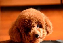 为什么泰迪不能吃葡萄？（了解葡萄对泰迪的危害及影响）
