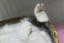 猫咪肚子变大，可能患有什么疾病？（探究猫咪肚子变大的常见原因及治疗方法）