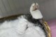 猫咪肚子变大，可能患有什么疾病？（探究猫咪肚子变大的常见原因及治疗方法）