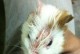 荷兰猪为何会掉毛？（了解荷兰猪掉毛原因及预防方法）