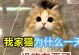 刚刚出生的猫咪能吃什么？（猫咪幼崽饮食指南，帮助它们健康成长）