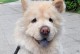 松狮犬的价格是多少？（探究松狮犬市场行情及关键因素）