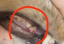 猫咪的牙齿寿命及掉牙周期（探索猫咪牙齿生长和掉落的奥秘）