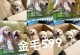 金毛幼犬喂食规律及注意事项（一天几次喂食合适？喂食量要如何控制？）