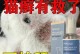 猫咪鼻子上长猫癣的药物治疗（有效治疗猫咪鼻子上长猫癣的药物及方法）