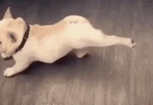 狗狗伸懒腰的意义剖析（揭开狗狗伸懒腰的秘密，为你的宠物健康加分）
