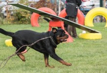 如何让你的罗威纳犬坐下（宠物犬训练的必备技巧，罗威纳犬训练秘籍）