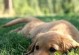 狗狗为何喜欢吃草？（探寻狗狗吃草的奥秘，你知道吗？）
