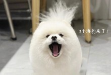 探秘博美犬没有尾巴的原因（从遗传背景到进化优势，为什么博美犬没有尾巴？）