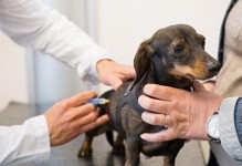 狗狗疫苗真得年年打吗？（哪些核心疫苗必打）