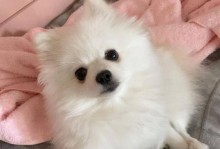 如何合理喂养博美？（让您的小狗健康成长）
