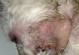 狗狗眼睛生毛，原因和治疗方法剖析（宠物眼部疾病常见问题，如何保护狗狗健康）