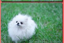 3月博美犬常见病药物指南（博美犬3月龄适宜的药物治疗方法）