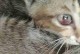 揭秘猫咪眼睛黑黑的原因（了解猫咪眼睛特殊结构和适应环境的进化历程）