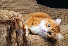 猫咪喜欢手贱？这些方法让你轻松解决！（调整心态，改变习惯，让猫咪再也不喜欢手贱！）
