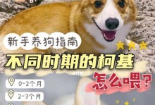 养柯基必知指南（打造快乐柯基生活，从这里开始）
