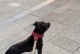 比特犬何时会长粗？（揭开比特犬成长之谜，）