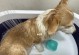 如何确定三个月的小露狗每日所需喝水量？（以毫升为单位计算，适量供给水分，保证宠物健康成长）
