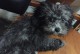 黑色贵宾犬的毛为何会发灰？（探究黑色贵宾犬毛发灰的原因及预防方法）