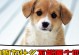 幼犬为什么不能喝牛奶？（牛奶对幼犬的影响及替代选择）