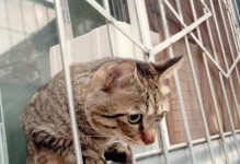 猫咪为何喜欢把肉叼到窝里躲着吃？（探究猫咪行为背后的原因与动机）
