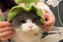 揭秘猫咪的情绪世界（从喜怒哀乐到日常变化，探究猫咪的心理变化）