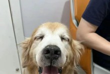 老狗易患疾病的原因与预防方法（老狗疾病，如何做好保健工作？）
