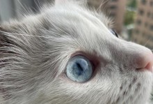 猫咪眼珠的多样颜色展示（从蓝色到金色，解析猫咪眼睛的奇妙之处）