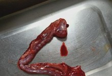 母狗绝育后恢复正常的时间和注意事项（母狗绝育恢复期、运动限制和饮食安排）